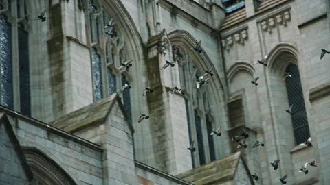 Pigeons Flying Past St Patrick Cathedral Stock Footage 308911368