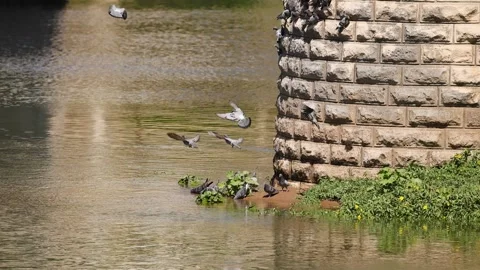 Pigeons Flying by River Bridge Vídeos de archivo 324837076