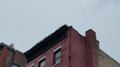 Pigeons flying to rooftop ledge - birds congregating flock red brick building Video stock 147308926