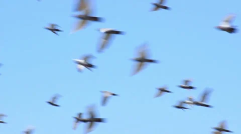 Pigeons Flying On The Sky Video stock 29228696