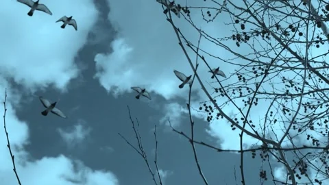 Pigeons flying in the sky Stock Footage 263670936