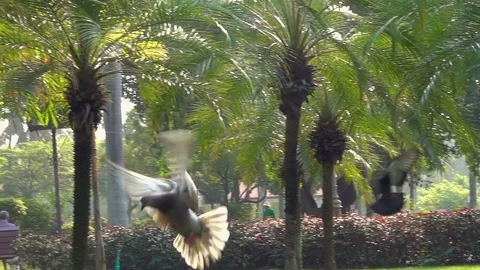 Pigeons flying - slow motion Stock Footage 78476666