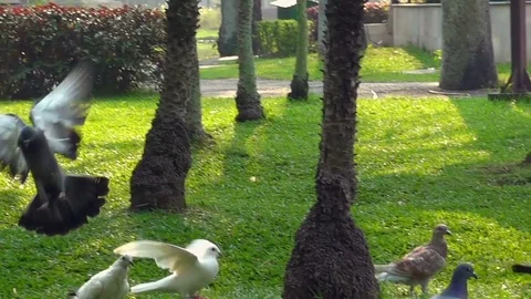 Pigeons flying - slow motion Stock Footage 78483689