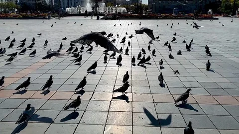 Pigeons flying in slow motion in a square in Moscow, tc01 Stock Footage 120609807