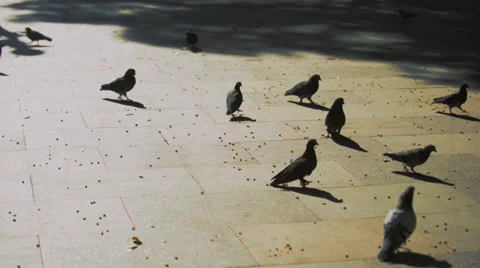 Pigeons Flying at the Square Stock Footage 37459679