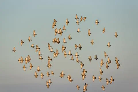 Pigeons flying in the sunset Stock Photos