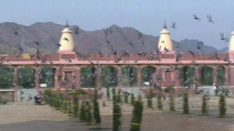 Pigeons Flying Temple Stock Footage 688391