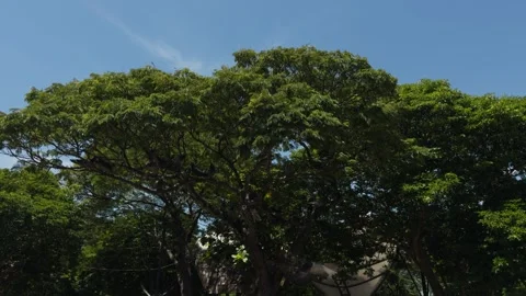Pigeons flying from a tree under a blue tropical sky in Colombia Stock Footage 341994961