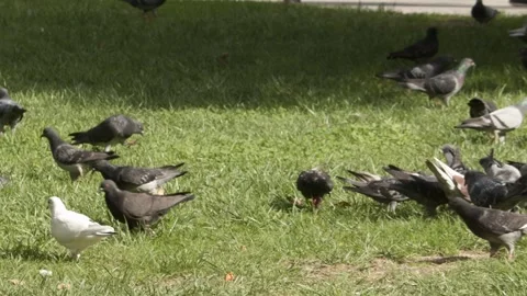 Pigeons Flying Ultra Slow Motion City Square Athens Greece Wings In Flight Stock Footage 337861232