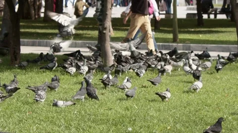 Pigeons Flying Ultra Slow Motion City Square Athens Greece - october 13th, 2029 Stock-Footage 337861235