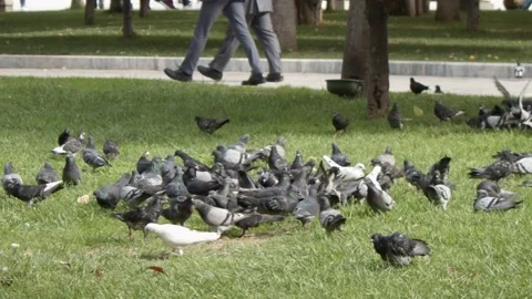 Pigeons Flying Ultra Slow Motion City Square Athens Greece Wings In Flight Stock-Footage 337861323