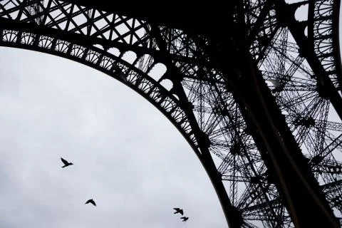 Pigeons flying under Eiffel tower during rainy day Foto stock