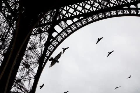 Pigeons flying under Eiffel tower during rainy day Stock Photos