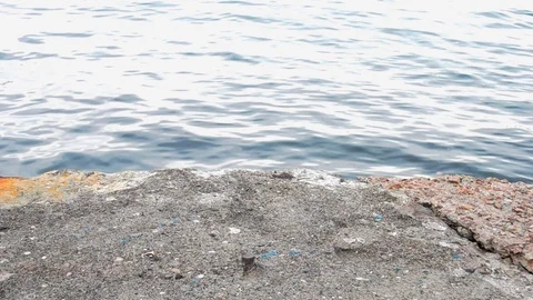 Pigeons follow one another Stock Footage 126900692