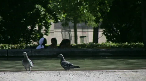 Pigeons fontain fly away 库存影片 511136