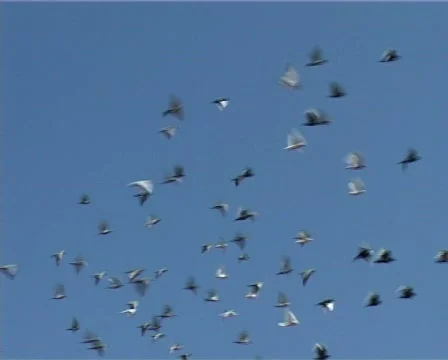 Pigeons Stock Footage 604055