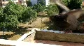 Pigeons HD Footage