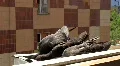 Pigeons HD Footage