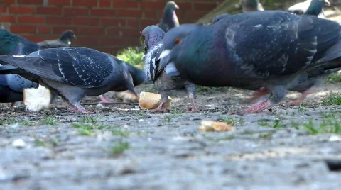 Pigeons Stock Footage 696923