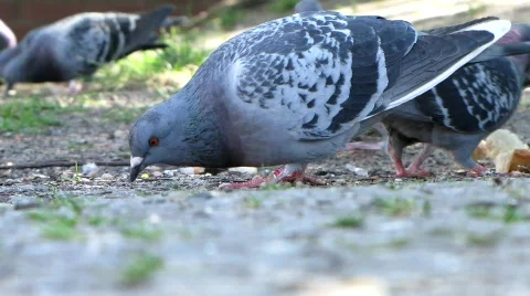 Pigeons Stock-Footage 696929