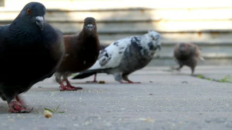 Pigeons Stock-Footage 722902