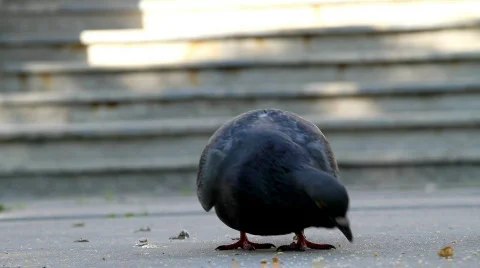 Pigeons Stock-Footage 722903