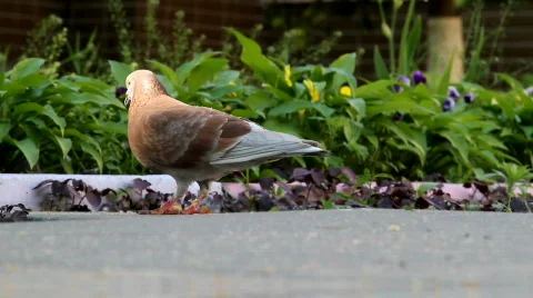 Pigeons Stock-Footage 722919