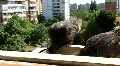 Pigeons HD Footage