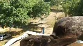 Pigeons HD Footage