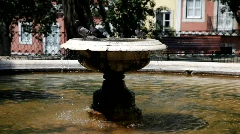 Pigeons Stock Footage 808678