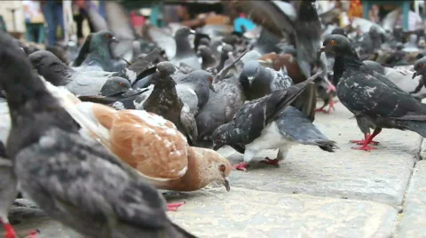 Pigeons Stockbeeldmateriaal 846666