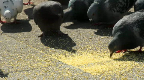 Pigeons Stock Footage 864637