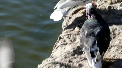 Pigeons Stock Footage 877523