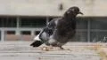 Pigeons HD Footage