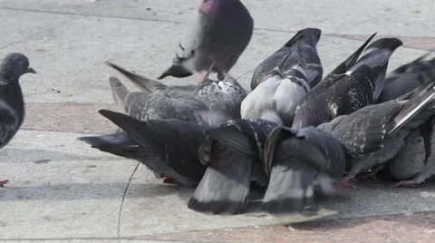 Pigeons Stock Footage 920658