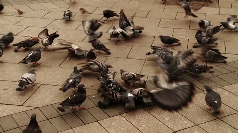 Pigeons Stock Footage 1070335