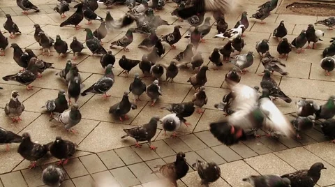Pigeons Stock Footage 1070342