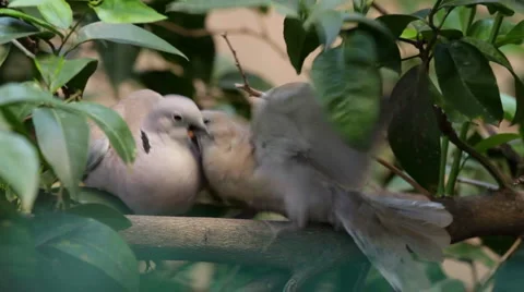 Pigeons Stock Footage