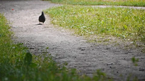 Pigeons Stock Footage 7740544