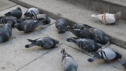 Pigeons Vídeos de archivo 8622484