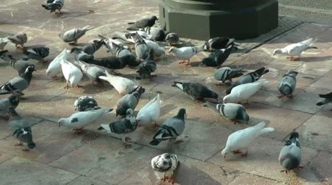Pigeons Stock Footage 8690676