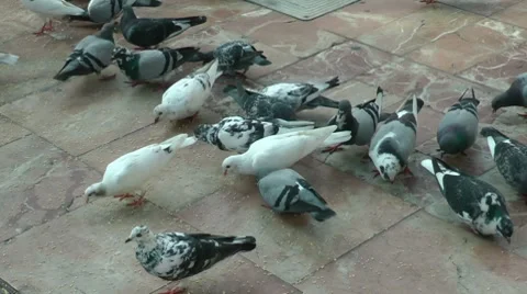 Pigeons Video stock 8692664