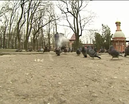 Pigeons Stock Footage 8944835