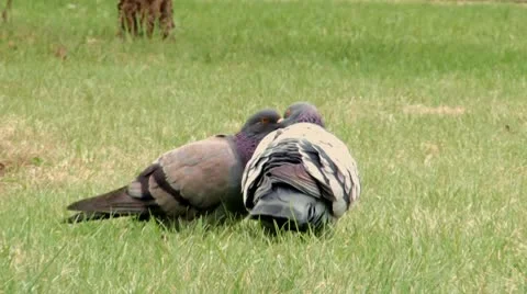Pigeons Video stock 10565634