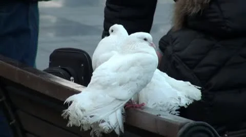 Pigeons Stock Footage 10587350