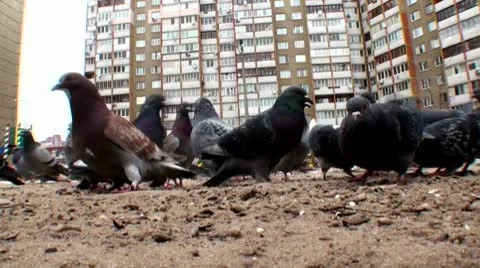 Pigeons Stock Footage 10589870