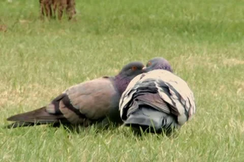 Pigeons Stock Footage 10682090