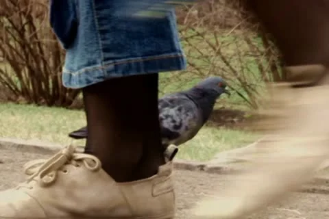 Pigeons Stock Footage 10682092