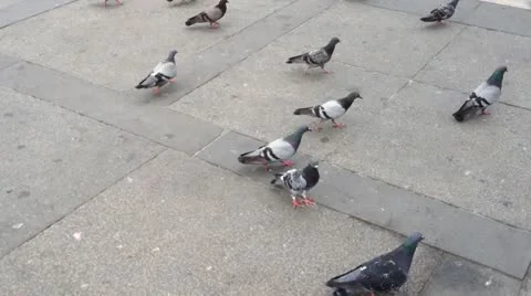 Pigeons Video stock 11431424