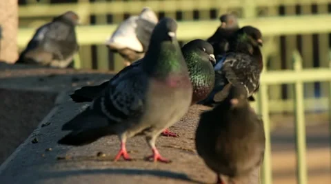 Pigeons Vídeos de archivo 11446808